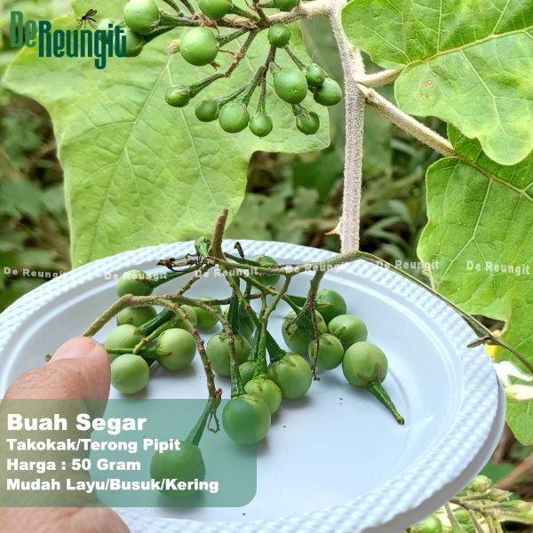 Jual Pokak/ Rimbang/ Takokak 50 gram Obat Herbal Bukan Leunca | Shopee ...