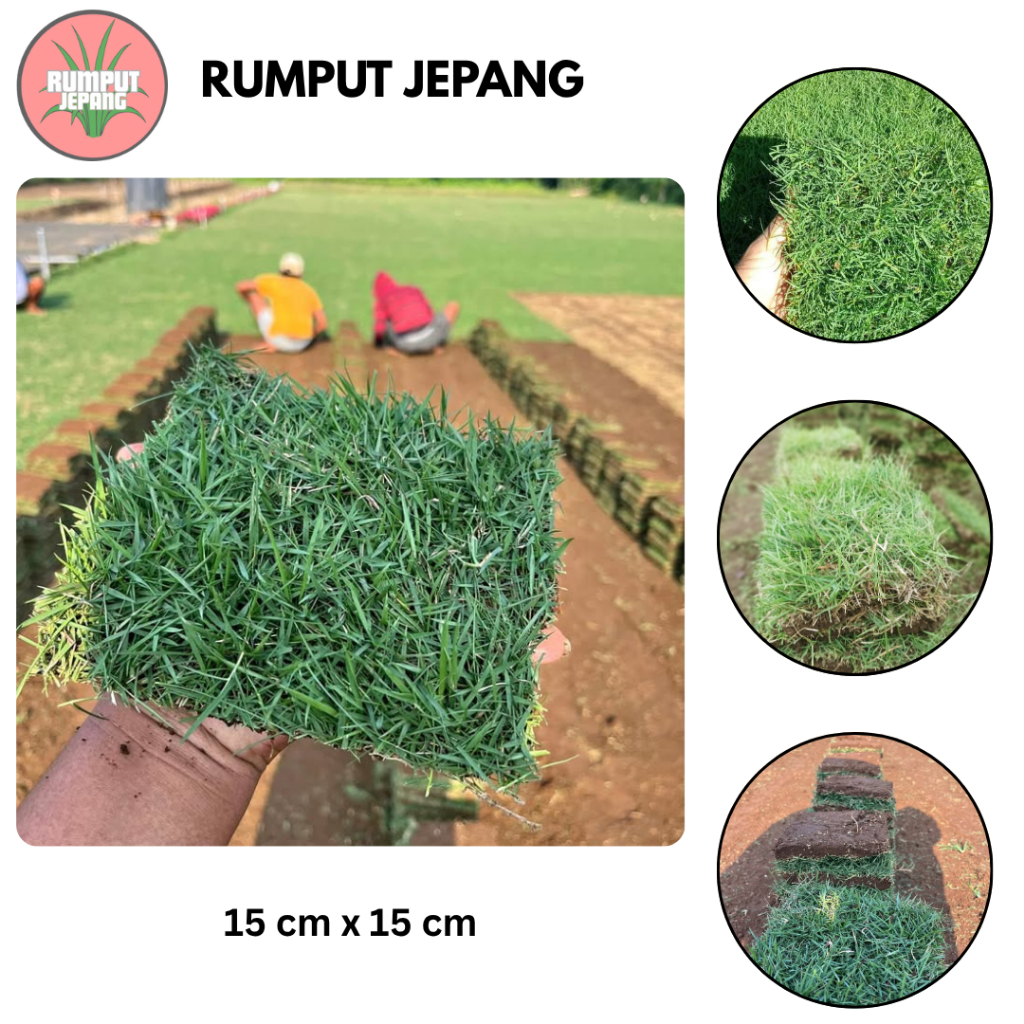 Jual Rumput Jepang Hidup Tanaman Hias / Joyzia Japonica / Rumput Makam ...