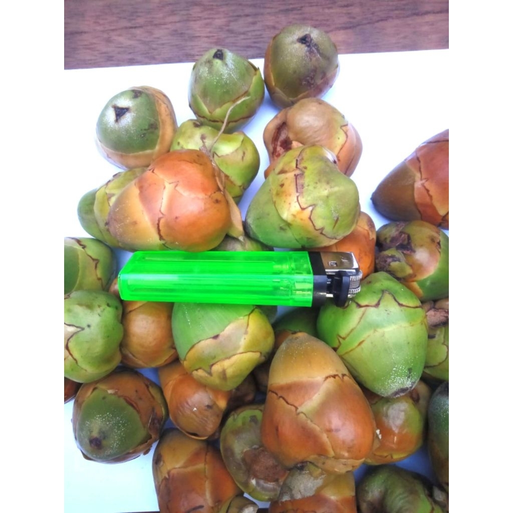 Jual 1kg Isi 30-40 Biji Bluluk Mini Pentil Kelapa Muda Kecil Tembuluk ...