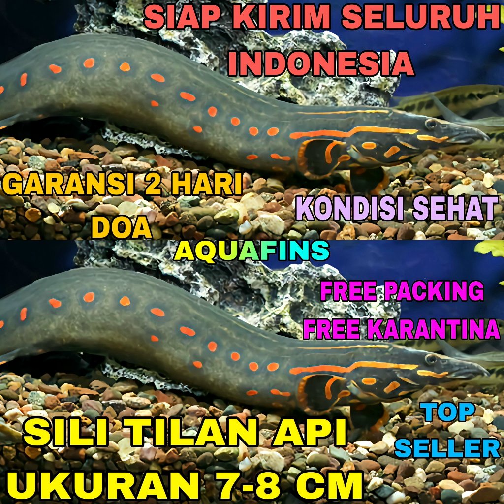 Jual HIASAN SILI TILAN API FIRE EEL MASTACEMBELUS ERYTHROTAENIA UKURAN ...