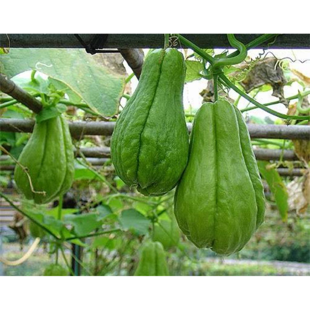 Jual Labu Siam Super | Shopee Indonesia