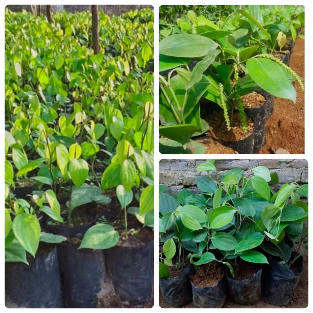 Jual Bibit Tanaman Lada Perdu Unggul Siap Tanam | Shopee Indonesia