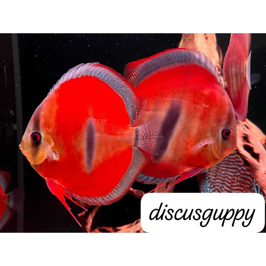 Jual Red ica Discus - Enhanced Edition | Shopee Indonesia