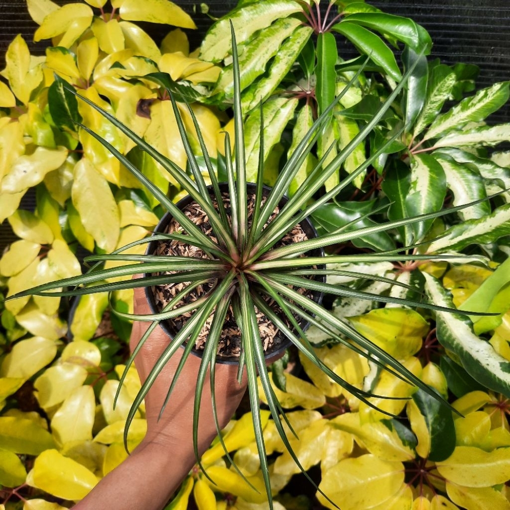 Jual Wallisia cyanea variegata / Tillandsia cyanea variegata / Tanaman Hias  / Bromelia | Shopee Indonesia