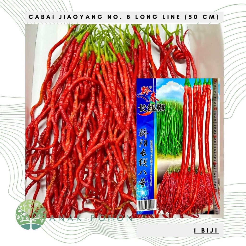 Jual Benih Bibit Biji - Cabai Jiaoyang Long Line No. 8 Cabe Merah ...