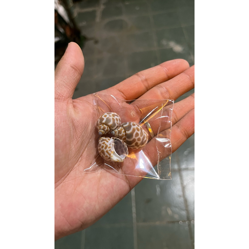 Jual souvernier cangkang kerang macan kerang macan berbagai ukuran ...