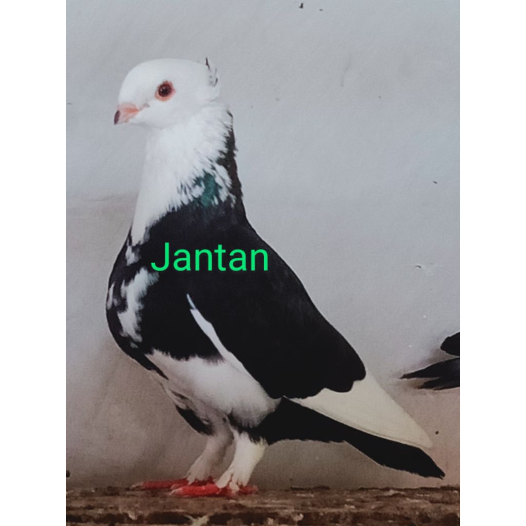 Jual merpati hias , merpati pos , merpati kolong | Shopee Indonesia