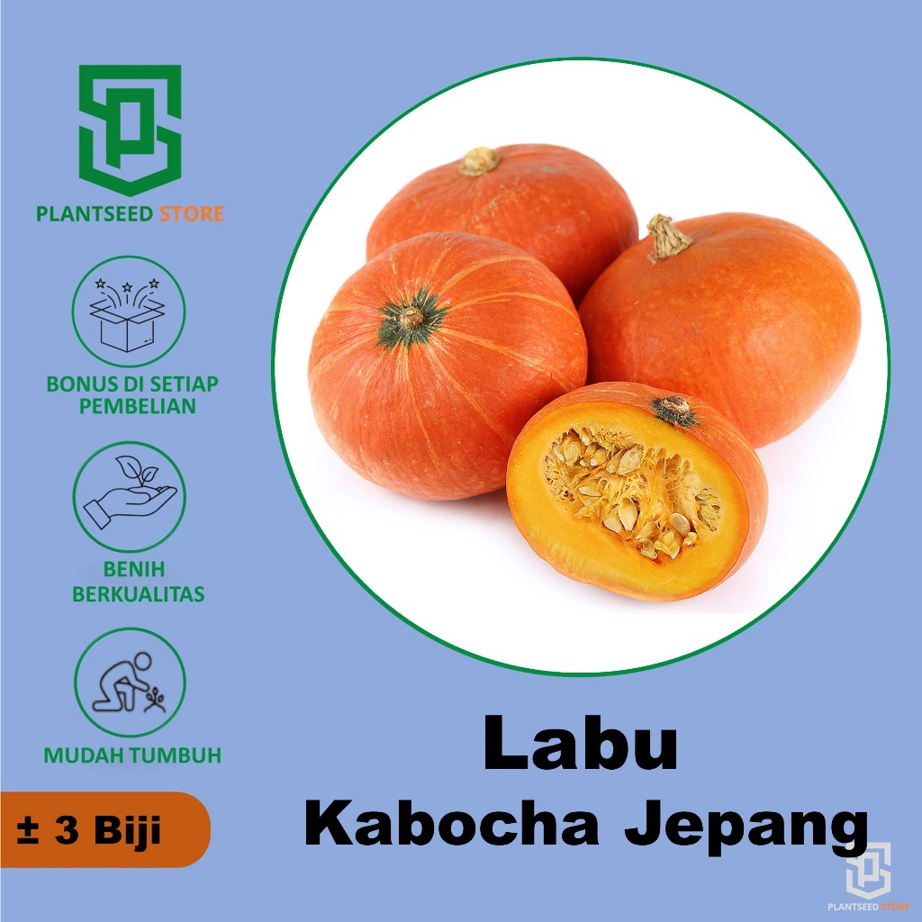 Jual PlantSeed - 3 Biji Benih Labu Kabocha Merah Bibit Buah Red Squash ...