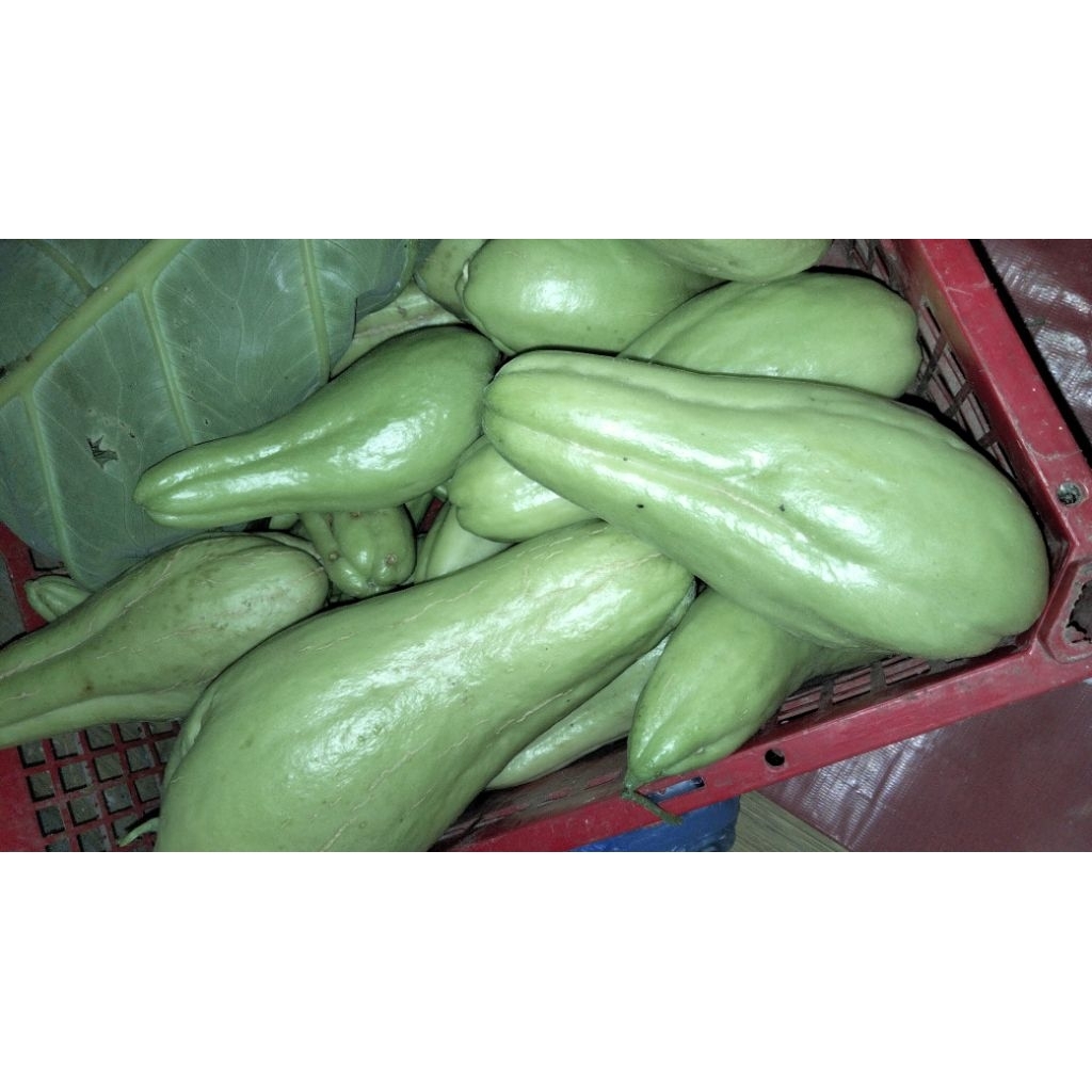 Jual labu siam / Rambusa BESAR & FRESH harga per pcs | Shopee Indonesia