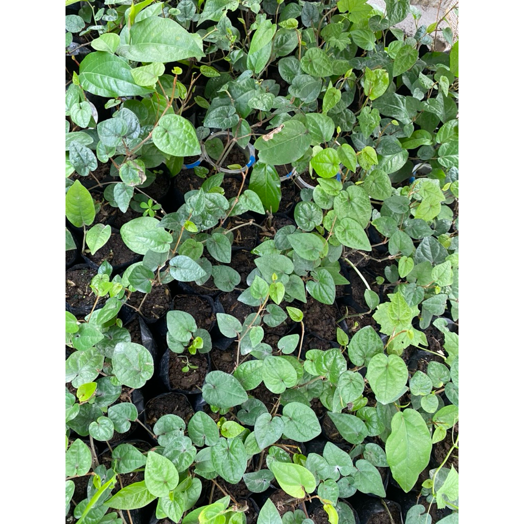 Jual bibit cabe jawa atau jamu siap tanam | Shopee Indonesia
