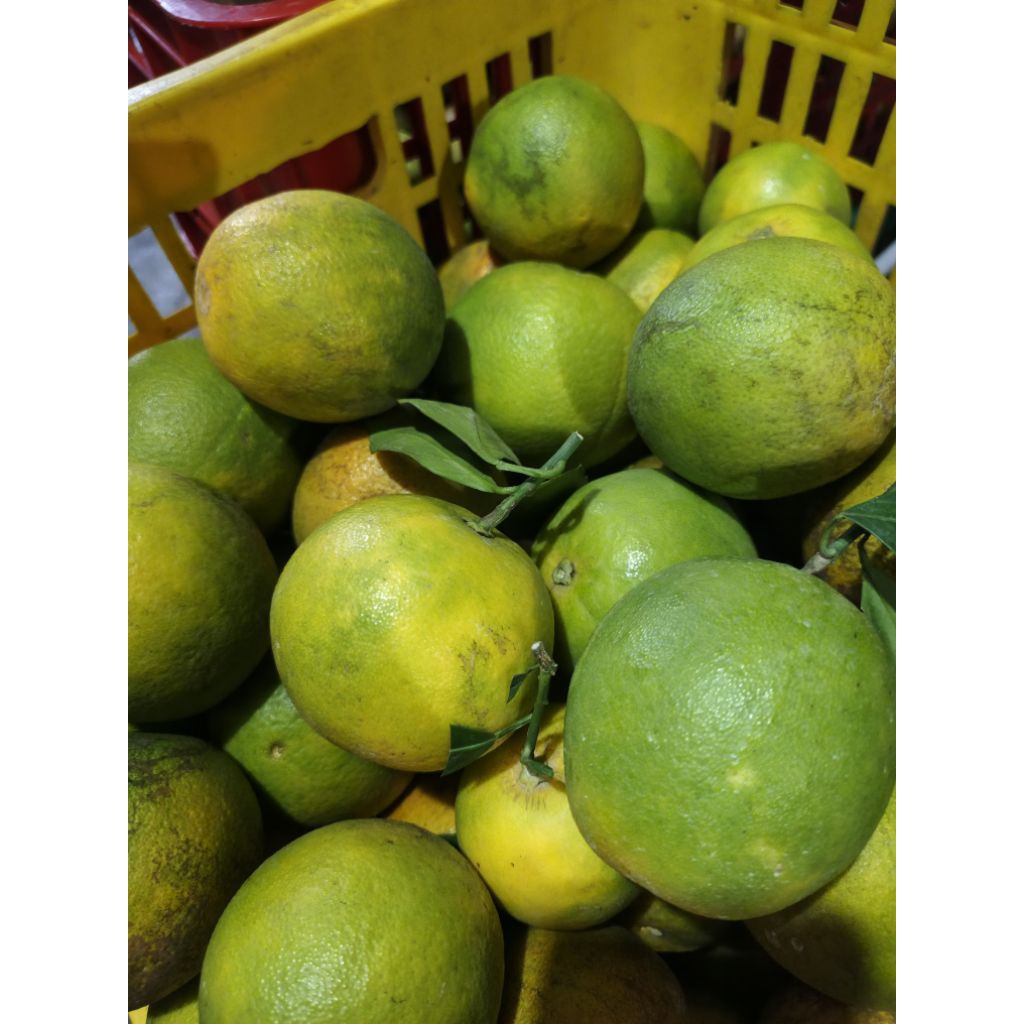 Jual Jeruk baby java iris manis berat 2kg | Shopee Indonesia