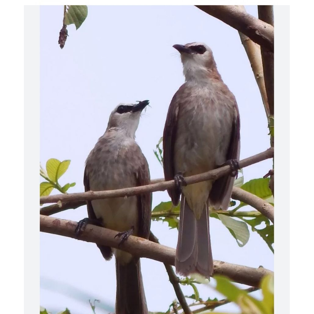 Jual Burung Trucukan Terlengkap & Harga Terbaru Juli 2026 | Shopee ...