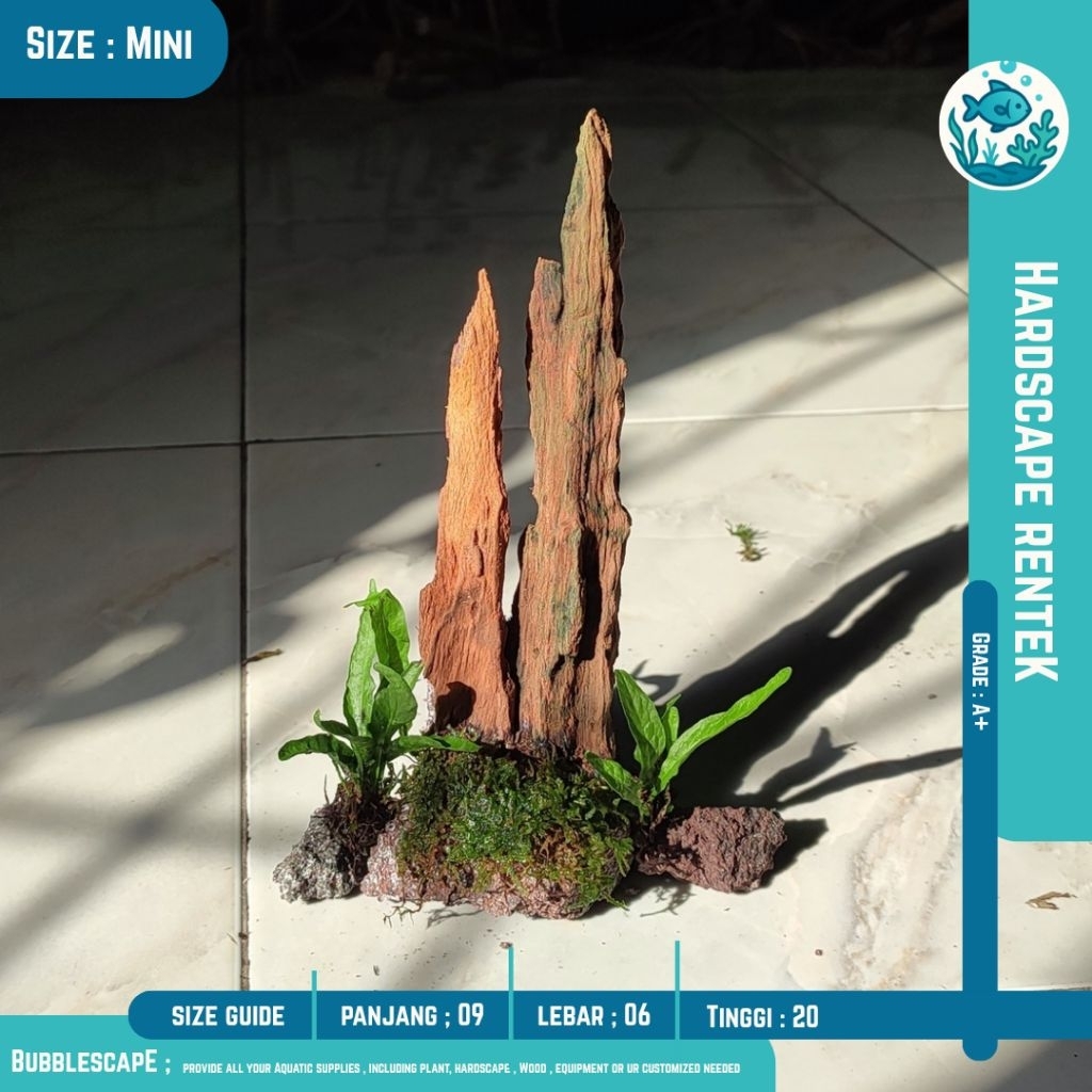 Jual HARDSCAPE AKAR TENGGELAM RENTEK SIZE MINI(Soliter) 10-15cm ...