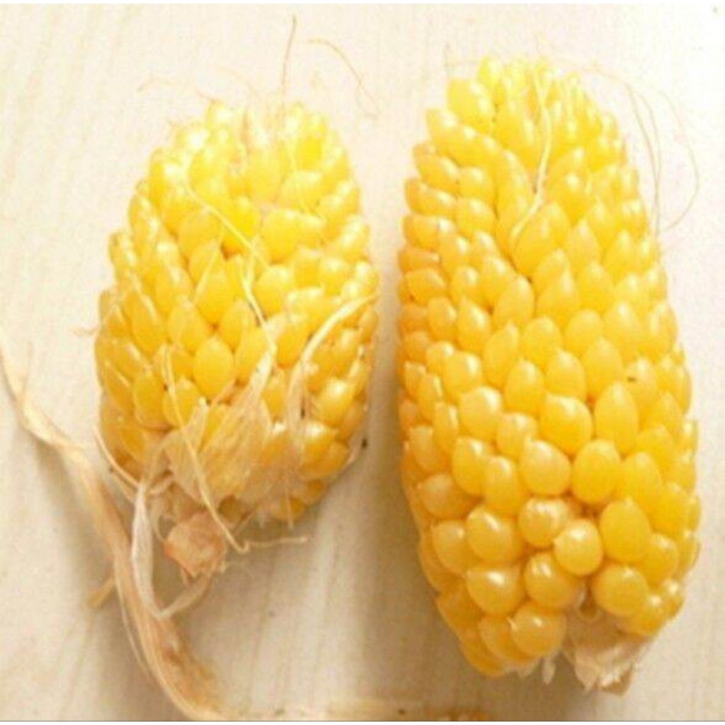 Jual BENIH/JAGUNG POPCORN KUNING (2 BUTIR) | Shopee Indonesia