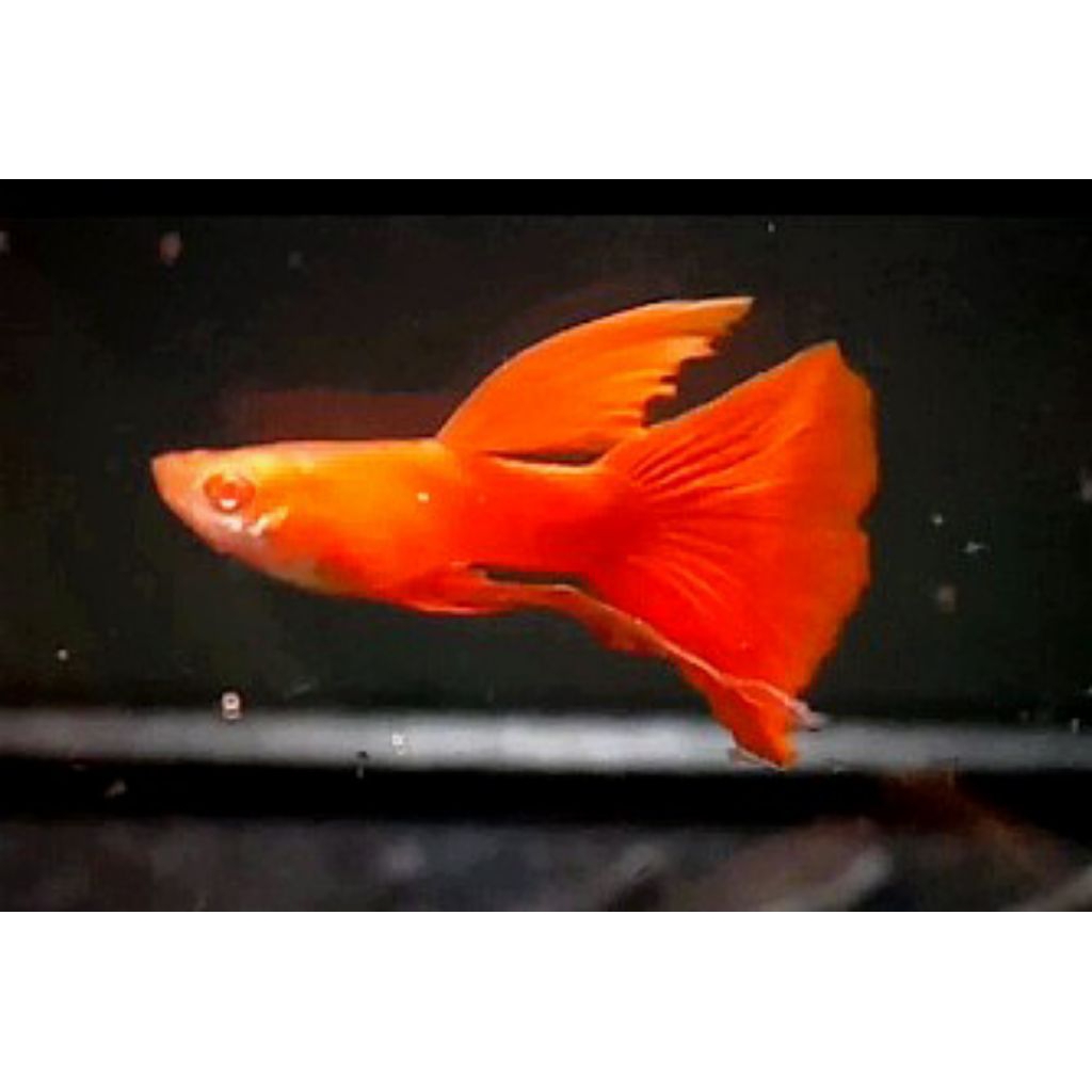 Jual Sticker guppy AFR ribbon | Shopee Indonesia