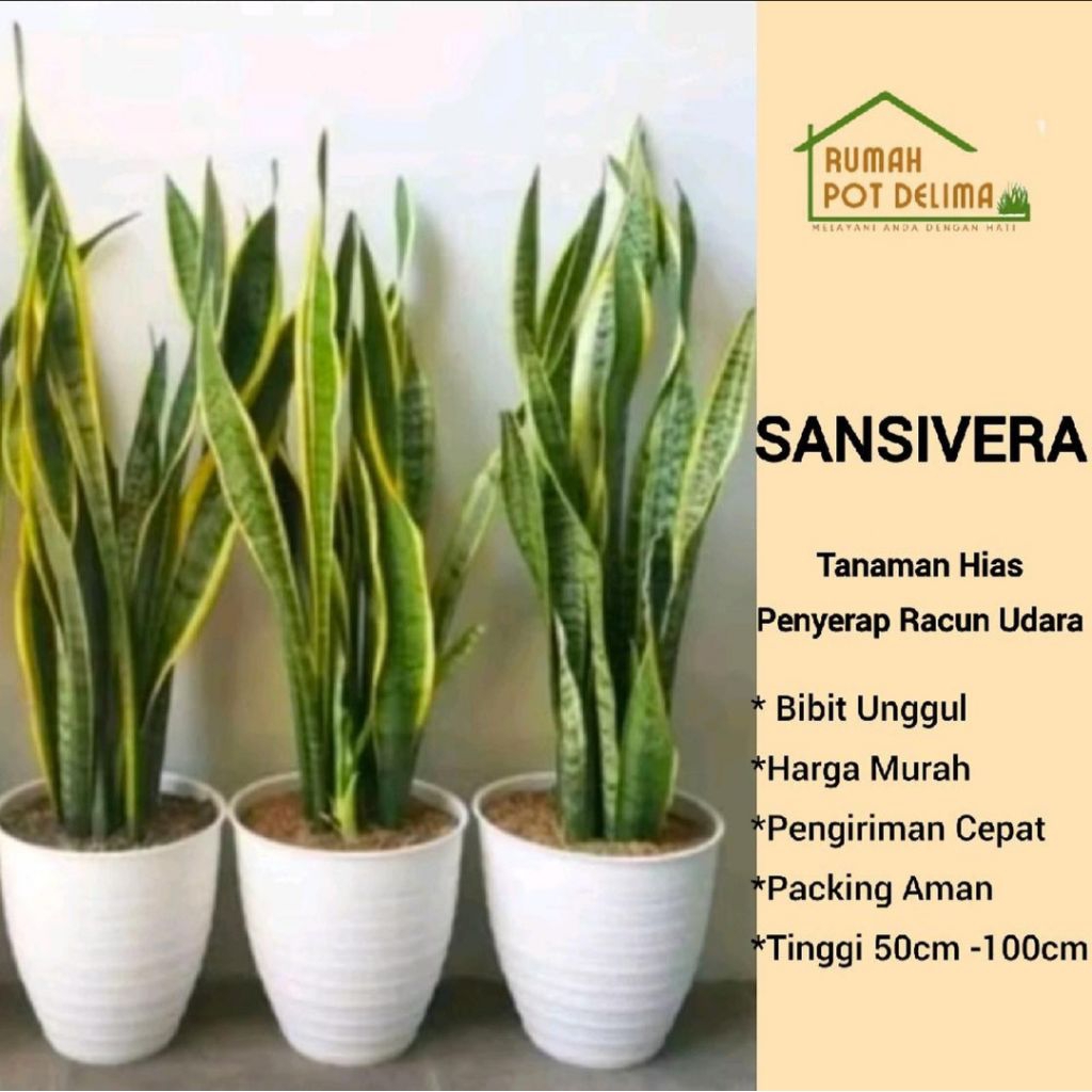 Tanaman Hias Lidah Mertua - Pembersih Udara | Tahan Kekeringan | Mudah di Rawat