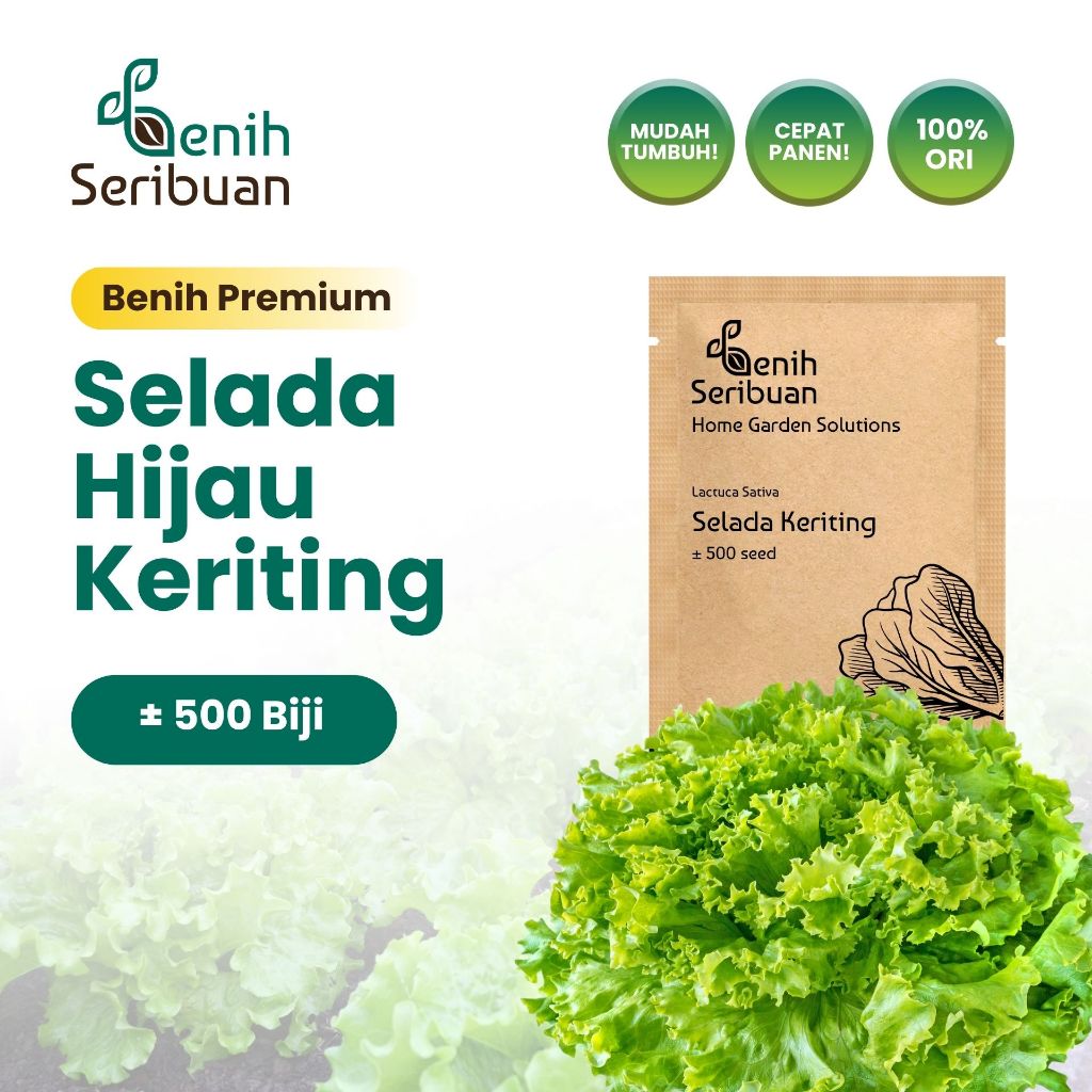 Benih Seribuan - Benih Sayuran Selada Hijau Unggul