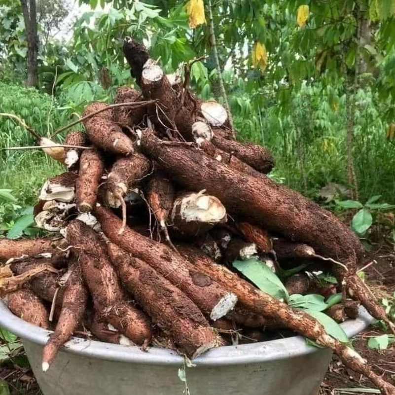Jual buah singkong merah pulan kualitas terbaik 1kg | Shopee Indonesia