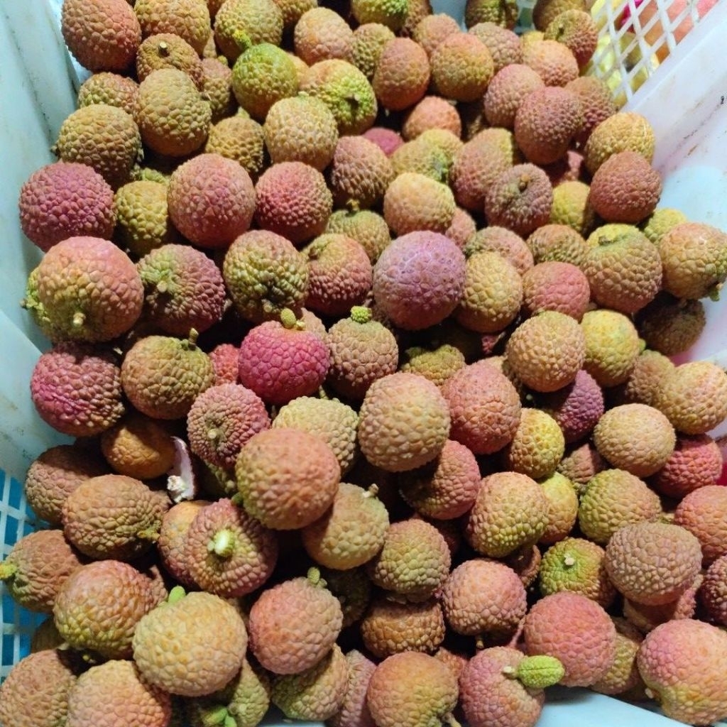 Jual Leci Madu / Lechy | Shopee Indonesia