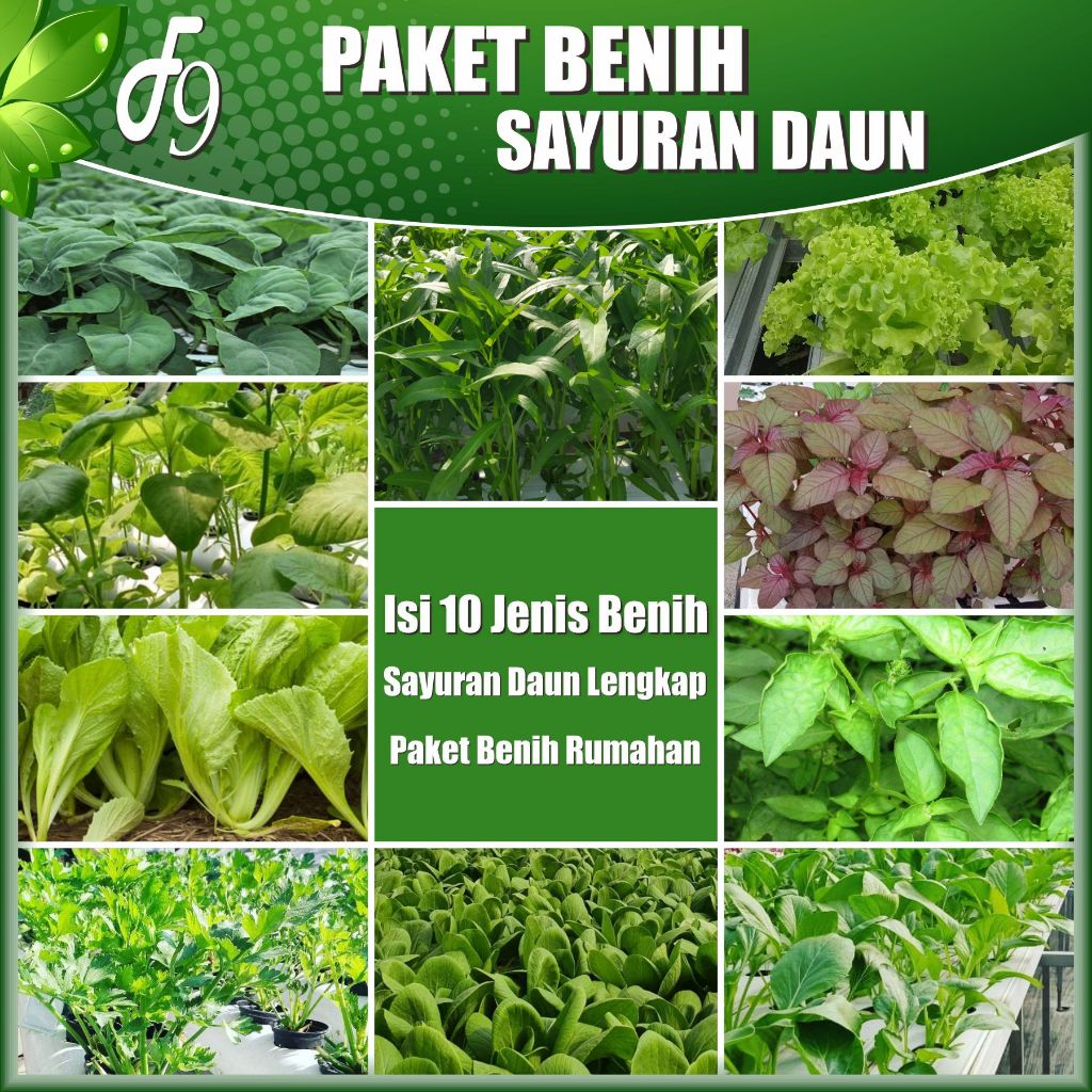 Paket Benih Bibit Sayuran Daun Lengkap 10 Jenis Benih Sayuran Kangkung Pakcoy Bayam Hijau Bayam Merah Sawi Caisim Sawi Samhong Selada Hijau Seledri Kemangi Kailan