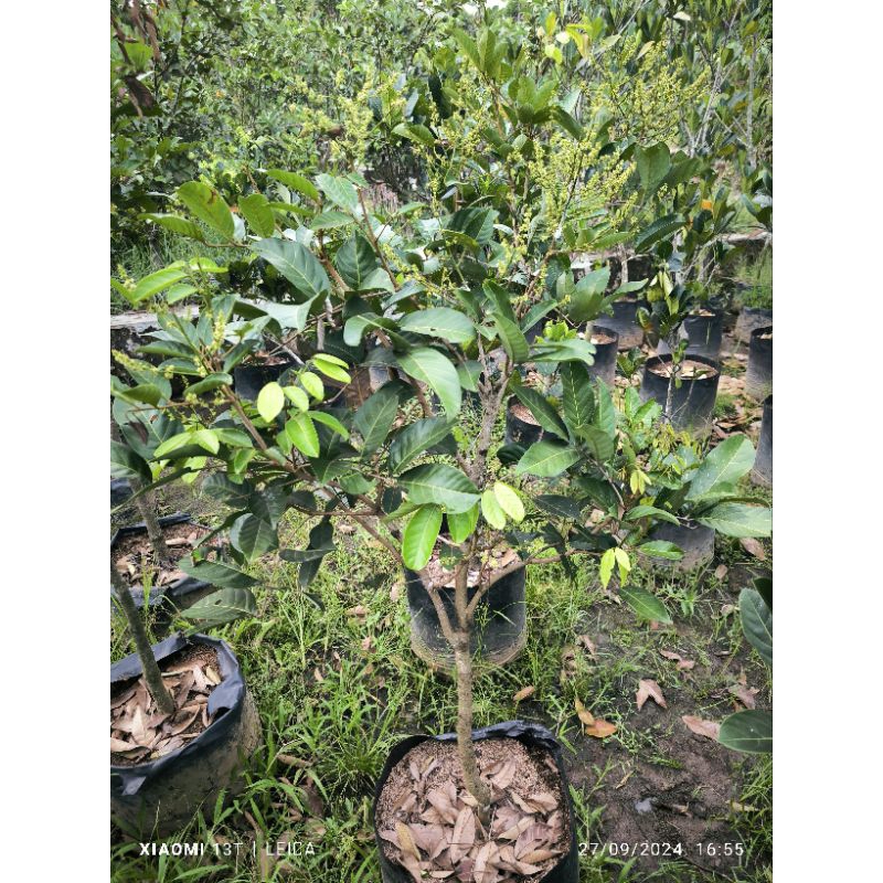Jual bibit rambutan Binjai berbunga ukuran besar (packing kayu ...