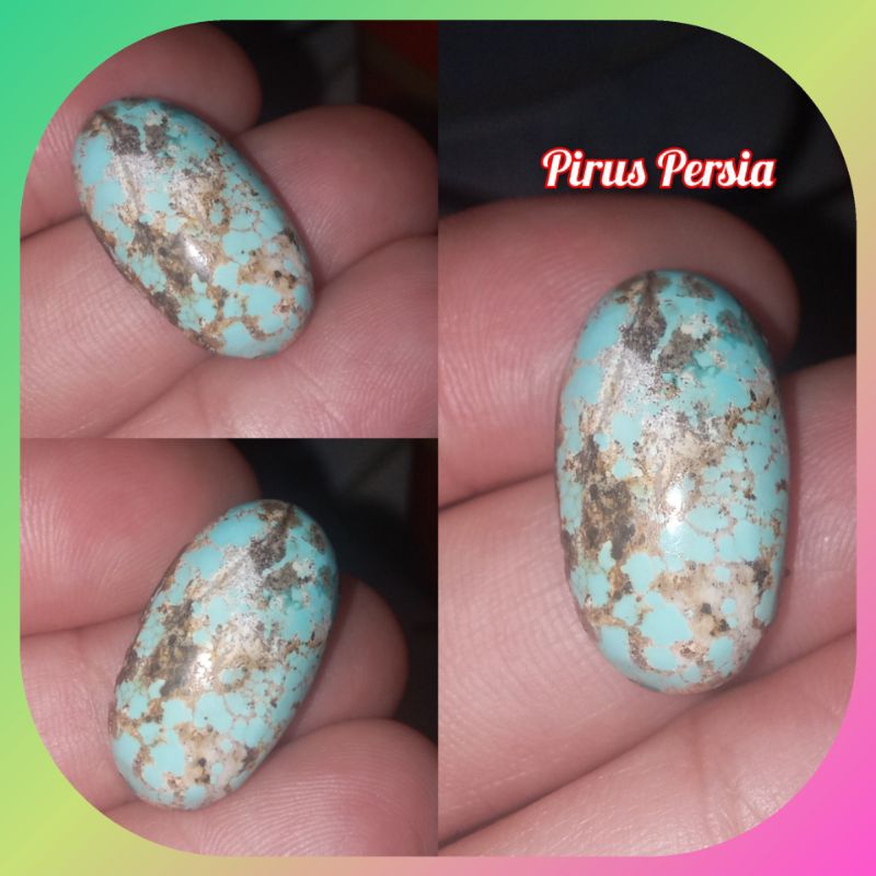 Jual Pirus Persia Asli | Shopee Indonesia