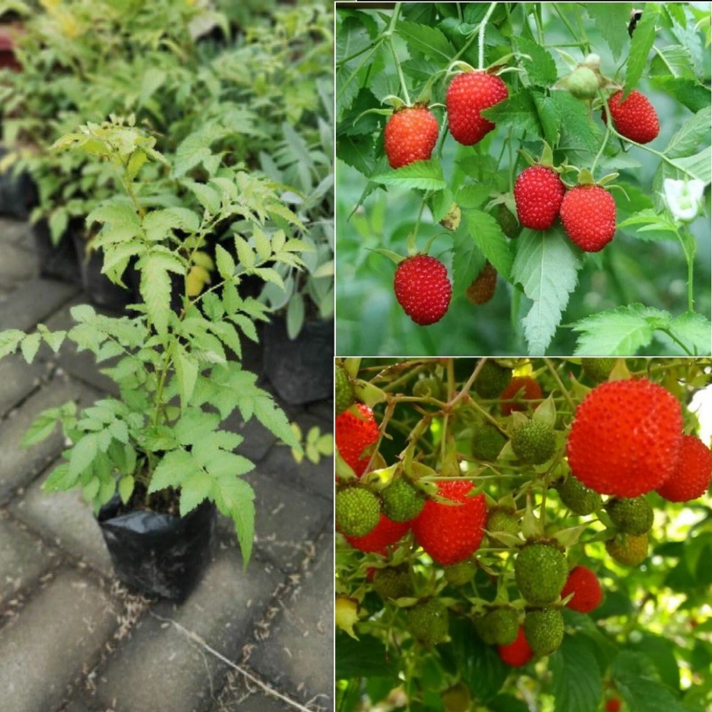 Jual Bibit Tanaman Buah Raspberry - Rasberi Merah Siap Berbuah | Shopee ...
