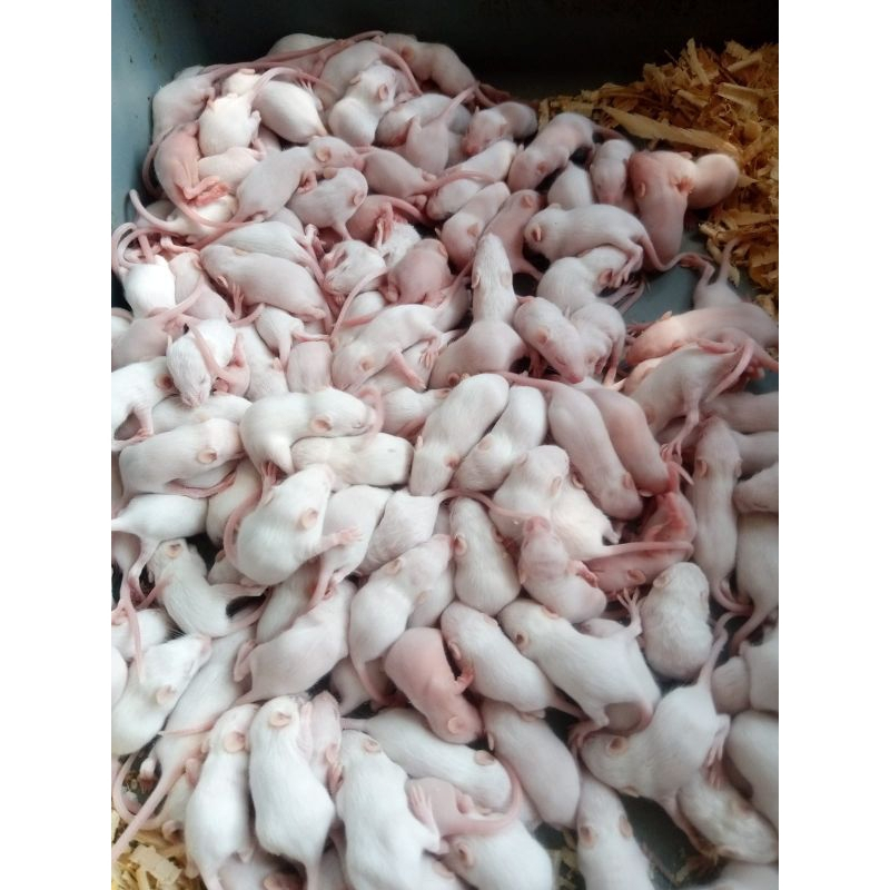 Jual Mencit TIkus Putih Untuk Kebutuhan Lab Sehat Aktif | Shopee Indonesia
