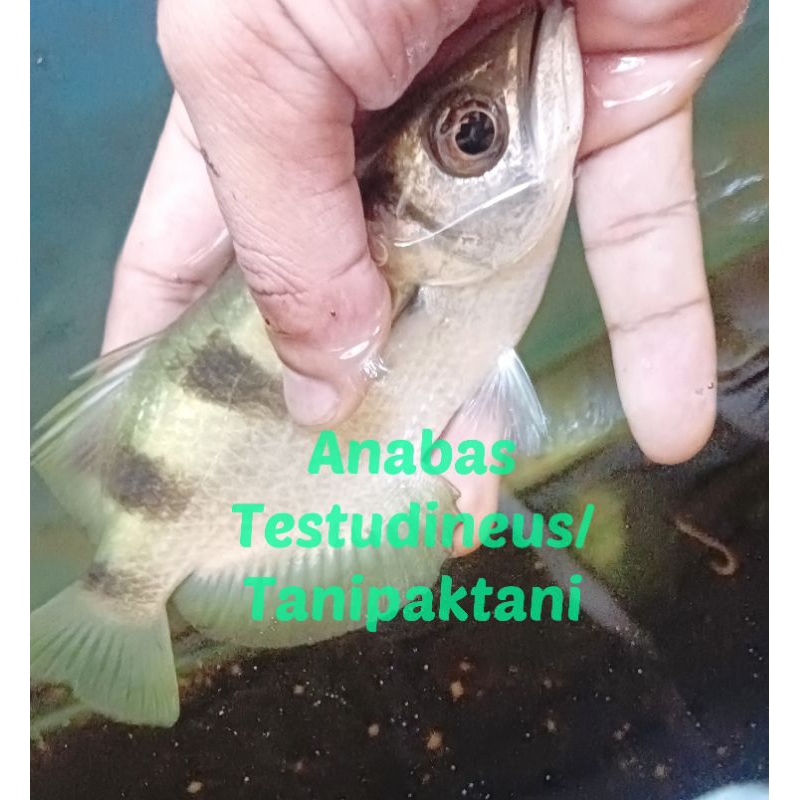 Jual Ikan Sumpit / Archer fish / Taxotes Jaculatrix makan pelet ...
