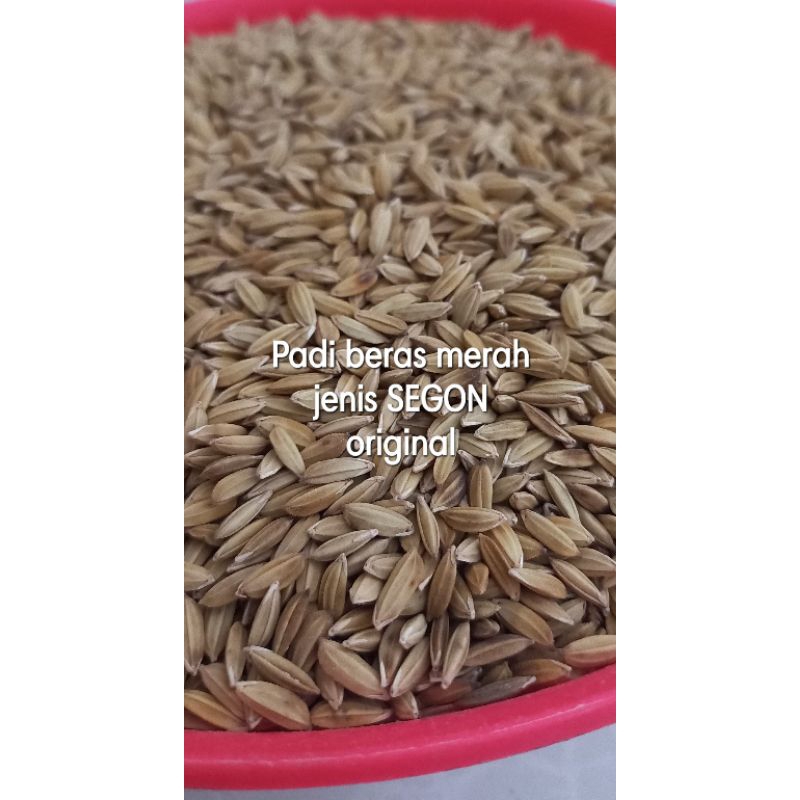 Jual Padi segon super 500 gram | Shopee Indonesia
