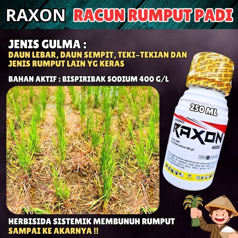 Jual RAXON 250 ML PEMBASMI RUMPUT BANDEL | Shopee Indonesia