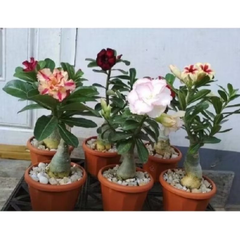 TERMURAH NO 1!!TANAMAN HIAS ADENIUM BUNGA TUMPUK RS/Grafting-ADENIUM BUNGA WARNA WARNI