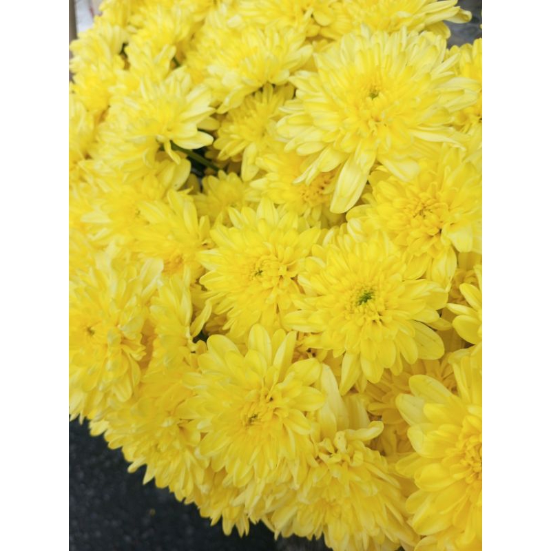 Jual BUNGA BEBY KUNING 1 TANGKAI | Shopee Indonesia