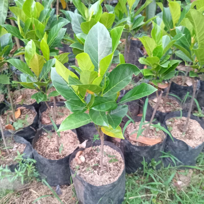 Bibit Nangka Mini Orange Genjah Pohon Nangka Mini Orange