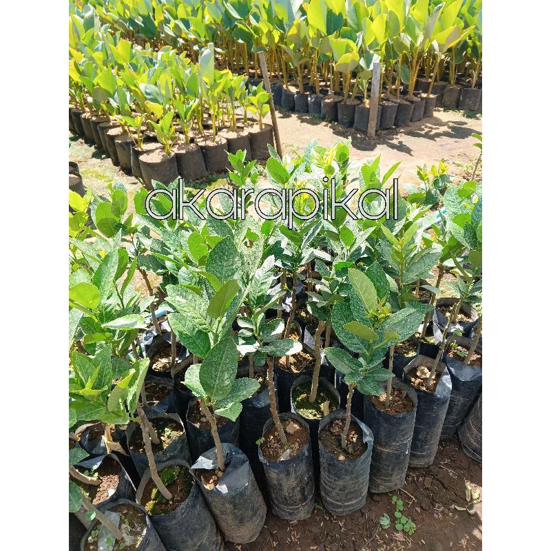 Jual Bibit Tanaman Buah Jeruk Lemon Jumbo Montaji Tanpa Biji Okulasi ...