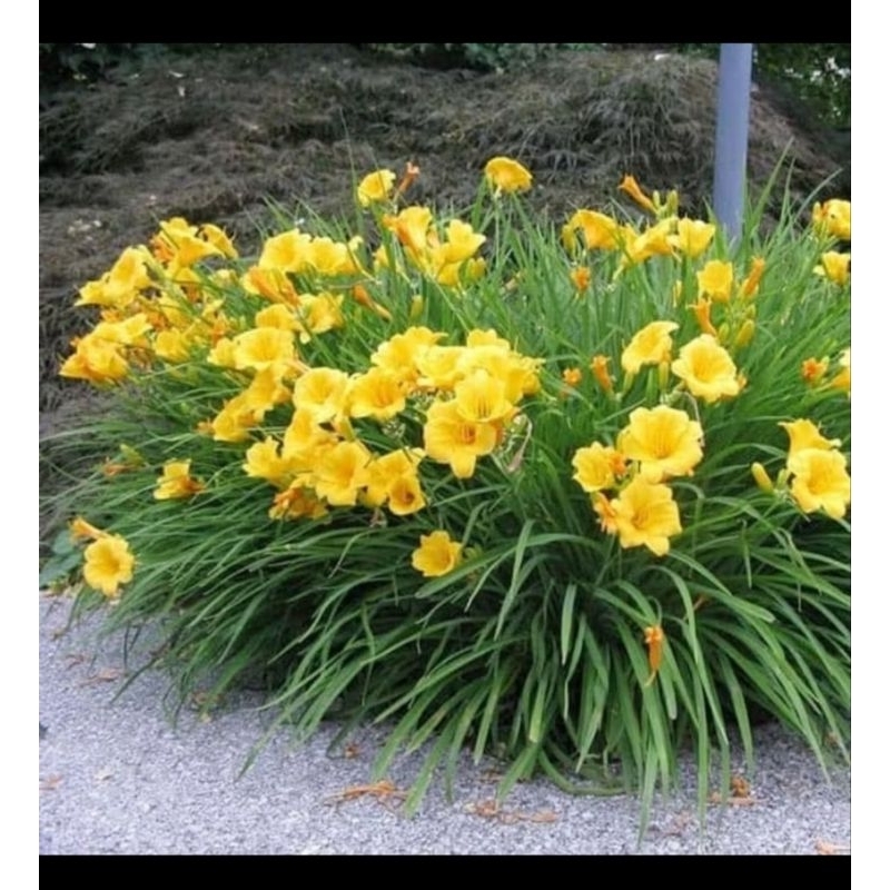 Jual jenis tanaman bunga lily kuning | Shopee Indonesia