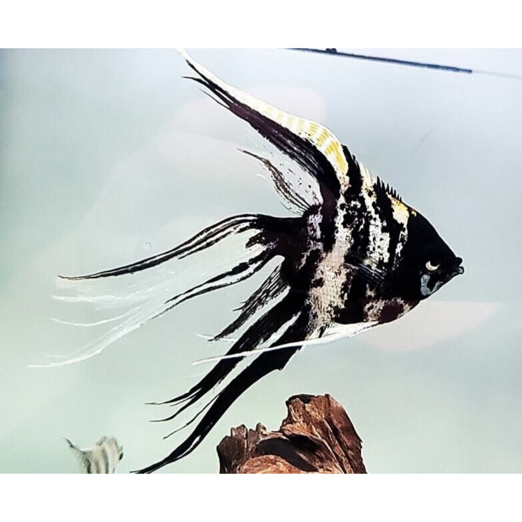Jual ikan manfish tricolour tc ekor panjang slayer size sedang layang ...