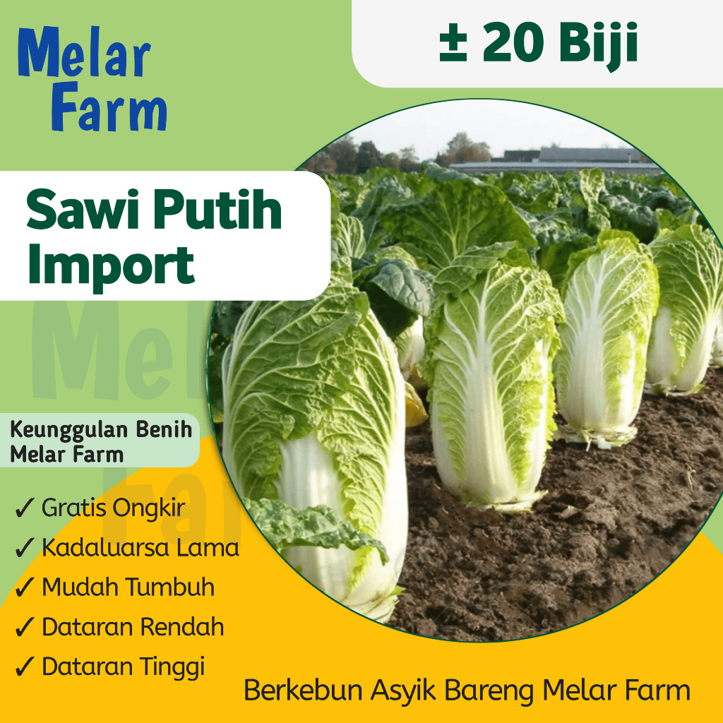 Jual Melar Farm - 25 Benih Sayuran Sawi Putih Import Berkualitas ...