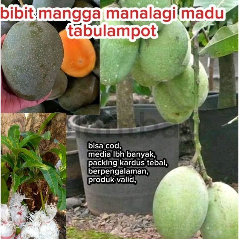 bibit mangga manalagi madu okulasi bisa berbuah dalam pot
