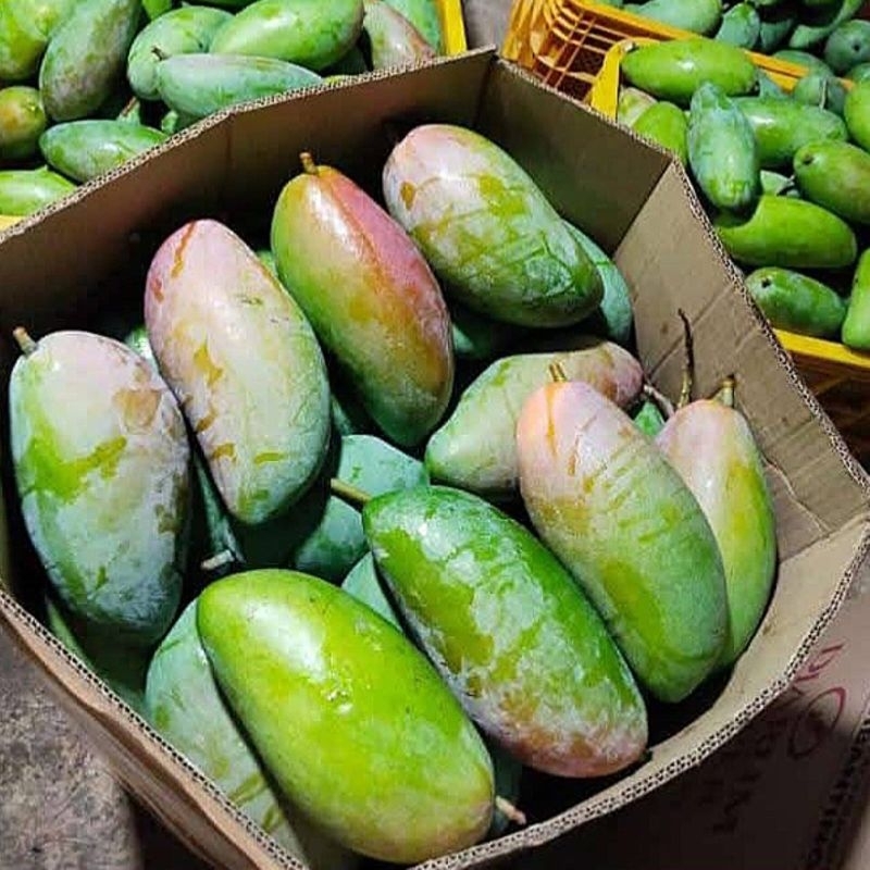 Jual Mangga Kiojay Terlengkap & Harga Terbaru Mei 2026 | Shopee Indonesia