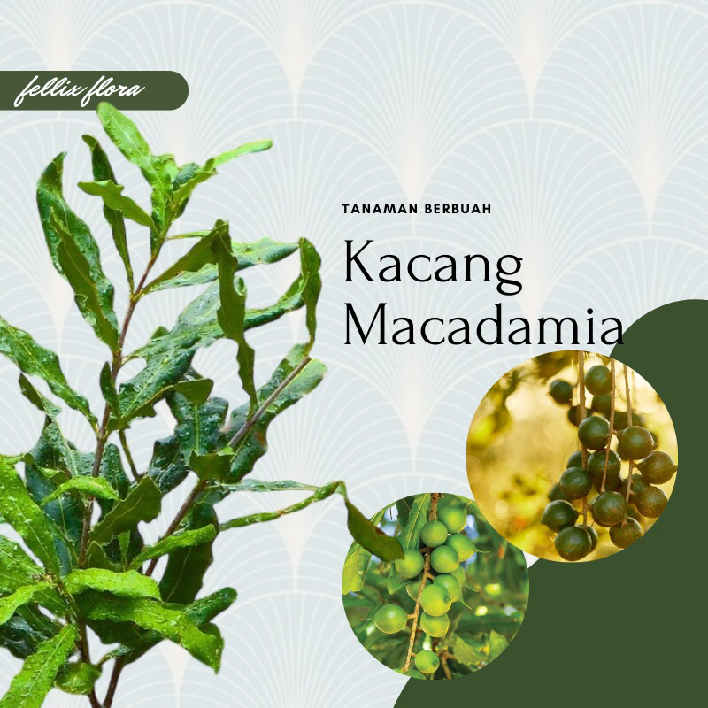 Set Makadamia 23 main image 0
