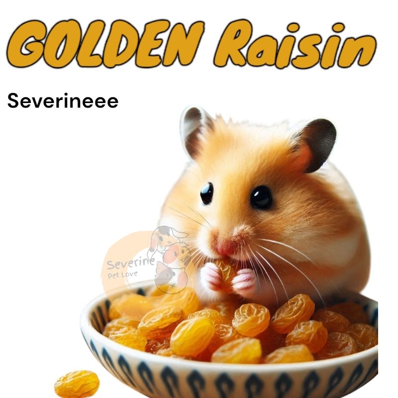 Jual snack Sugar glider golden Raisin hamster Camilan Hamster Camilan ...