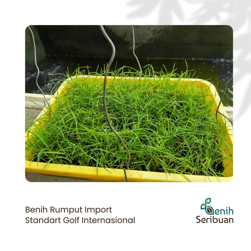 Jual 200 Benih Bibit Rumput Jepang Bermuda Grass Seed Standar Golf ...