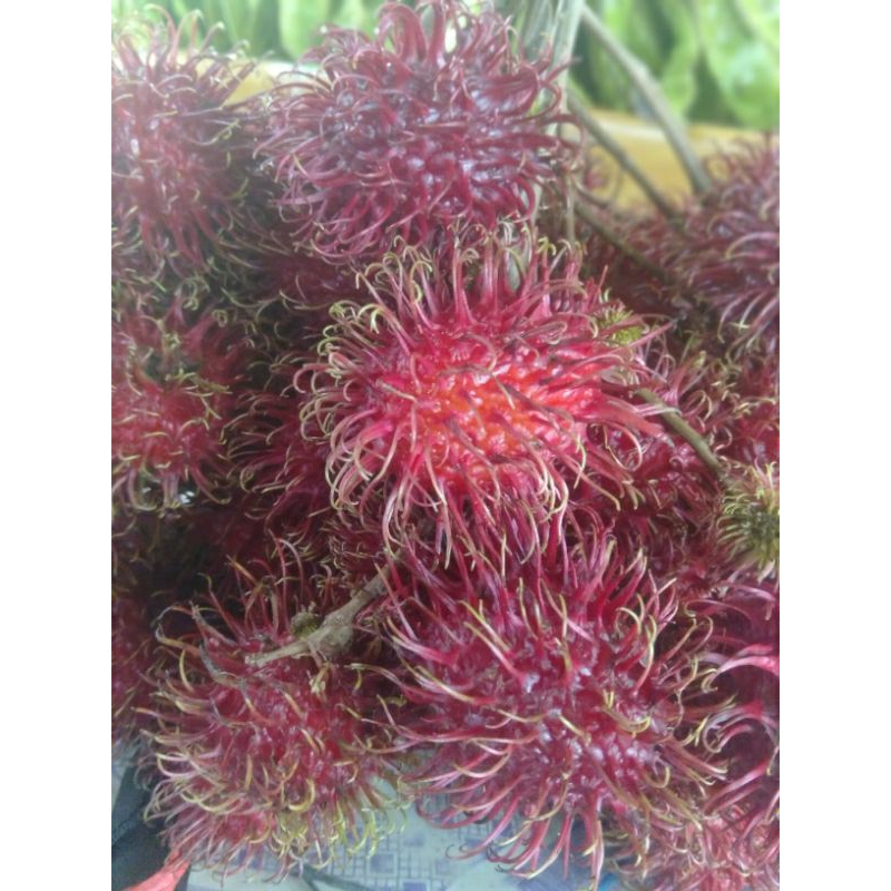 Jual RAMBUTAN NYONYA 1KG FRESH MANIS | Shopee Indonesia