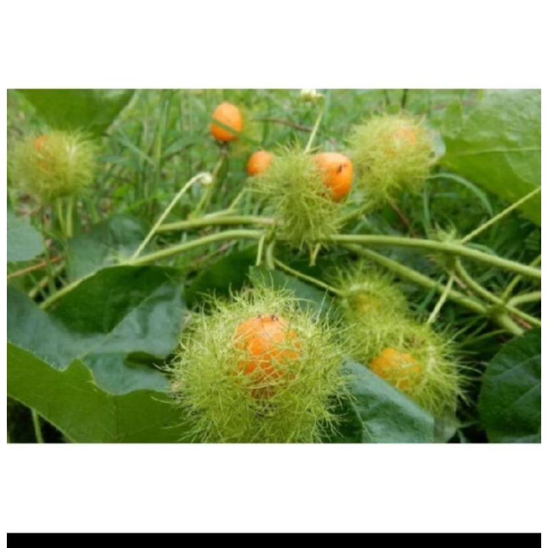 Jual Buah rambusa ciplukan kurung 100 buah | Shopee Indonesia
