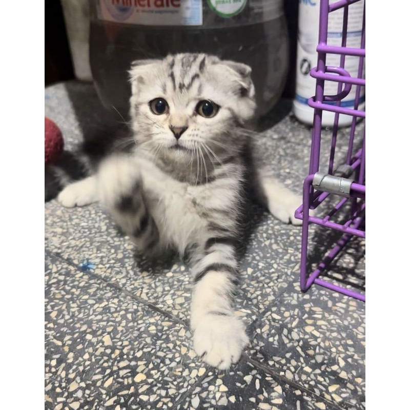 Jual Kucing Scottish Fold Terlengkap & Harga Terbaru Juli 2026 | Shopee ...