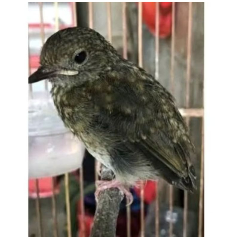 Jual Burung Srdc Sikatan Rimba Dada Coklat Anak Jantan Shopee Indonesia