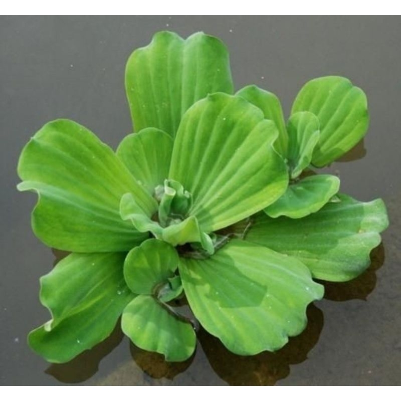 Jual TANAMAN AIR APU APU KEYAMBANG AQUASCAPE KAYU APU TANAMAN APUNG ...