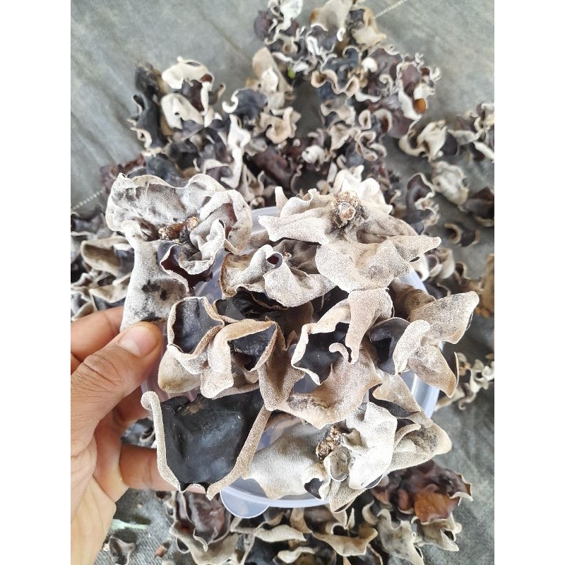 Jual JAMUR KUPING KERING 1KG/JAMPING /BLACK FUNGUS | Shopee Indonesia