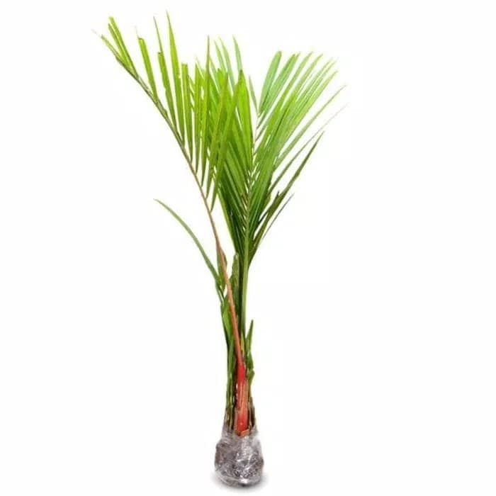 Jual Promo COD!!! Tanaman Hias Palm Merah - Palem Merah Rumpun | Shopee ...